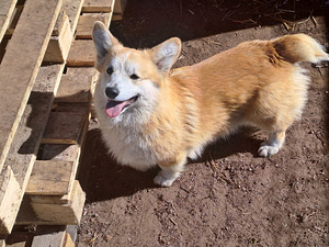 Welsh corgi pembrok red (7 foto / 7)