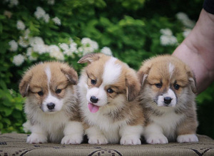 Welsh corgi pembrok red (3 foto / 7)