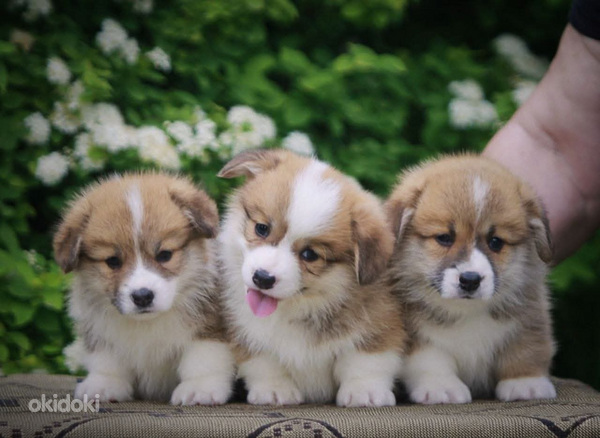 Welsh corgi pembrok red