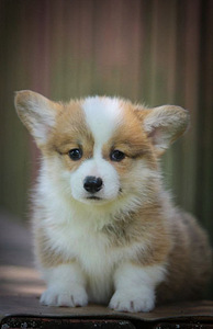 Welsh corgi pembrok red (5 foto / 7)