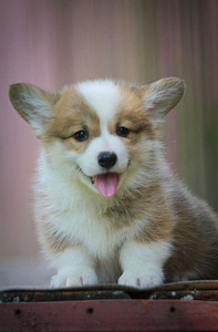 Welsh corgi pembrok red (2 foto / 7)