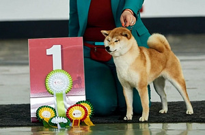 Shiba inu 4 year (1 foto / 4)