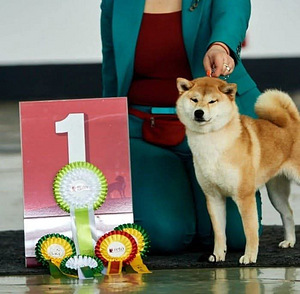Shiba inu 4 year (2 foto / 4)