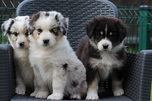 Australian sheperd tricolor & merle (1 foto / 10)