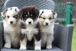 Australian sheperd tricolor & merle (3 foto / 10)