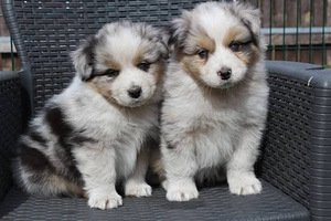 Australian sheperd tricolor & merle (7 foto / 10)
