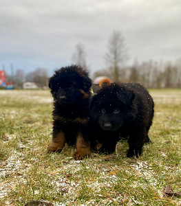 Garspalvaini vācu aitu kucēni (5 foto no 8)