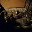 Бурые московские утки (фото #1)