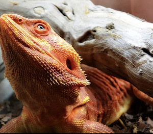 Bearded dragon бородатая агама (1 фото из 2)