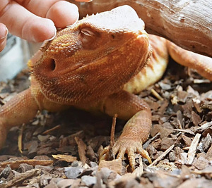 Bearded dragon бородатая агама (2 фото из 2)