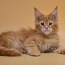 Maine coon (foto #4)