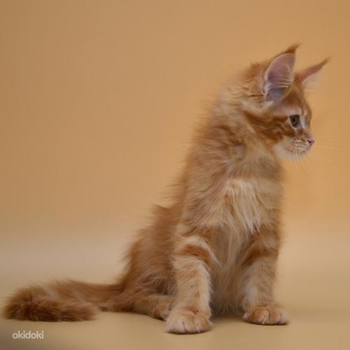Maine coon (foto #8)
