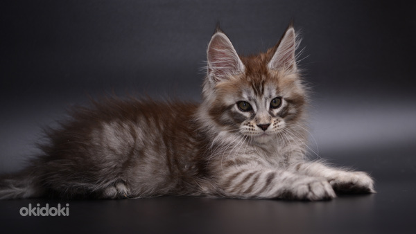 Maine - coon (foto #8)