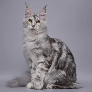Maine - coon