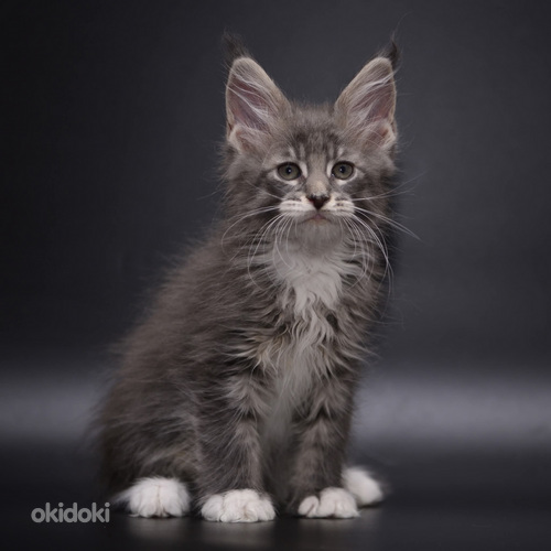 Maine Coon