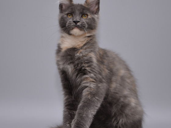 Maine Coon