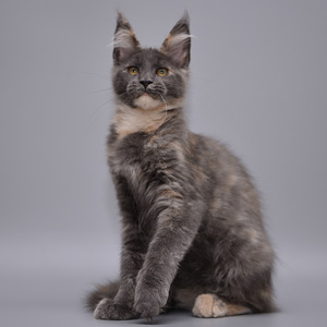 Maine Coon (1 foto / 7)