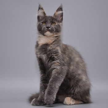 Maine Coon