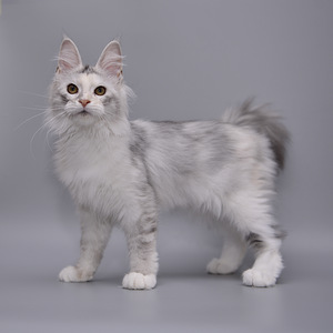 Maine Coon (6 foto / 7)
