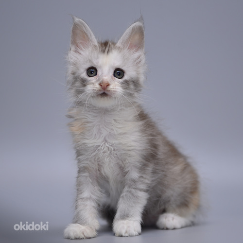 Maine - coon