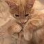 Annan kass headesse kätesse (foto #2)