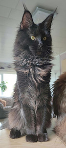 Котята Maine Coon (1 фото из 10)