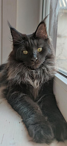 Котята Maine Coon (3 фото из 10)