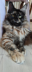 Котята Maine Coon (4 фото из 10)