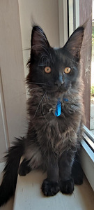 Котята Maine Coon (8 фото из 10)