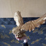 Золотой большой орел (фото #1)