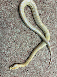 Python bivittatus 1.0 (2 foto / 4)