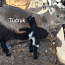 Камерунские карликовые козы (фото #2)