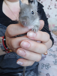 Deegu (1 foto / 4)
