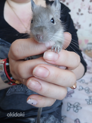 Deegu