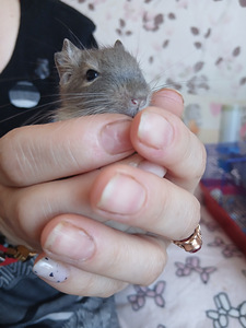 Deegu (2 foto / 4)
