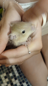 Deegu (6 foto / 6)
