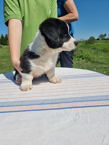 Welsh Corgi Cardigan (5 foto / 10)