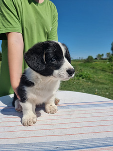 Welsh Corgi Cardigan (7 foto / 10)