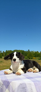 Welsh Corgi Cardigan (1 foto / 10)