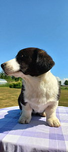 Welsh Corgi Cardigan (4 foto / 10)