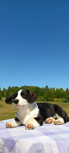 Welsh Corgi Cardigan (9 foto / 10)
