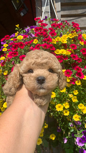 Maltipoo ja toy puudel f1 ja f2 täna Tallinnas (4 foto / 10)