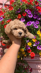 Maltipoo ja toy puudel f1 ja f2 täna Tallinnas (8 foto / 10)