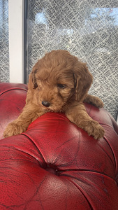 Maltipoo toy puudel (10 foto / 10)