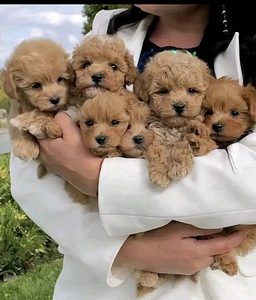 Maltipoo toy pudel (2 foto / 10)