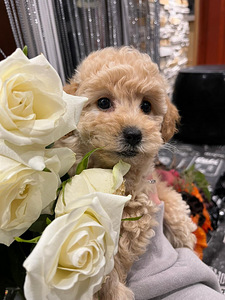 Maltipoo toy pudel (5 foto / 10)