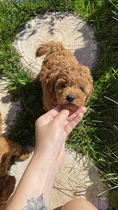 Maltipoo toy pudel (10 foto / 10)