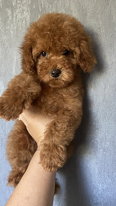 Maltipooo Toy pudel (3 foto / 10)