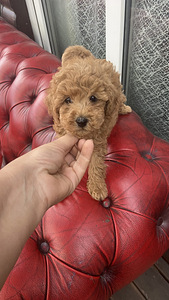 Maltipooo Toy pudel (8 foto / 10)