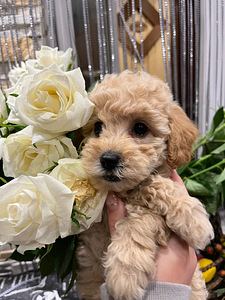Мальт ру Maltipoo (3 фото из 7)